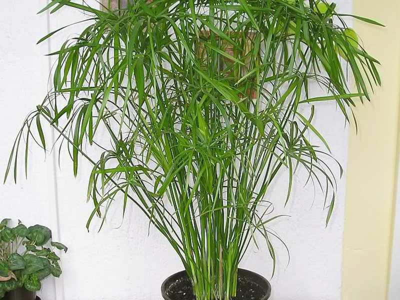 Cuidado de Cyperus