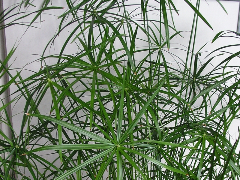 Reprodukce cyperus