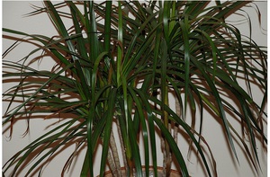 Yucca φυτικών σπιτιών