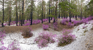 Floração primaveril de alecrim selvagem