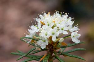 Ledum och blomningstid