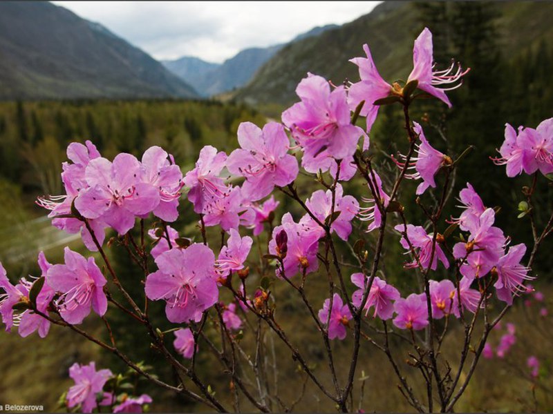 Ledumblüten