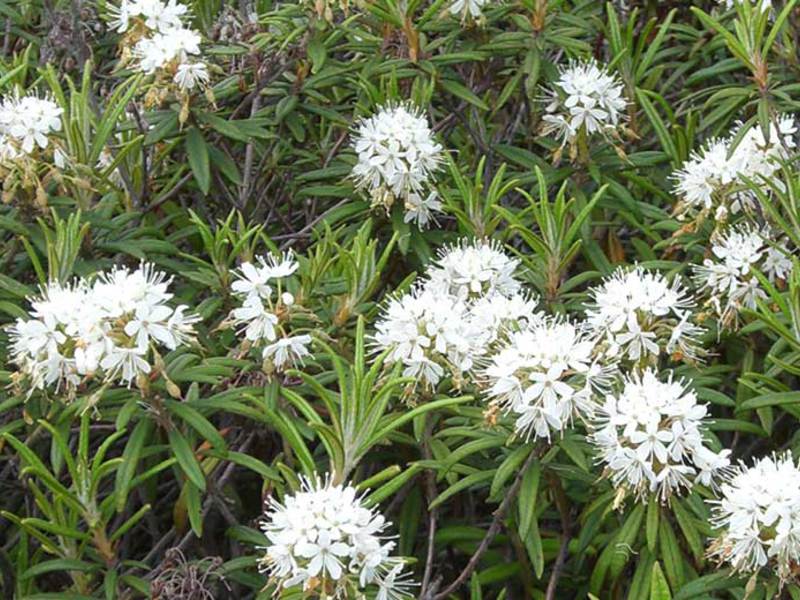 Flores de Ledum