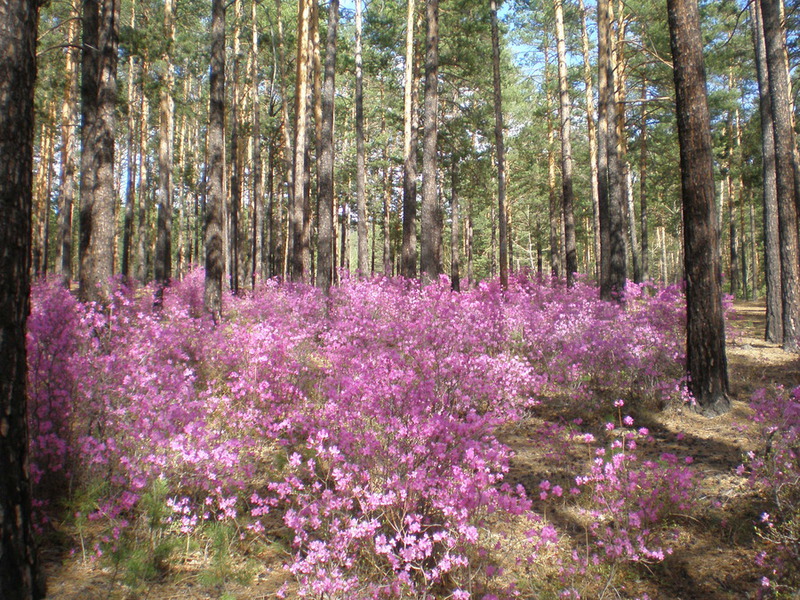 Kuinka villi rosmariini kukkii