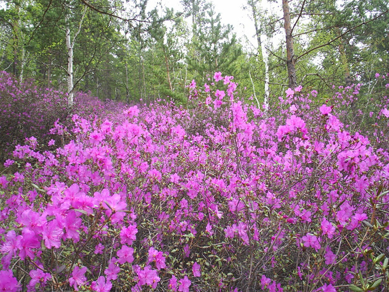 Rosemary plant