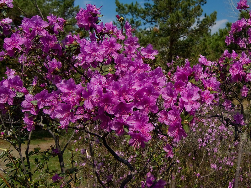 Kauniisti kukkiva villi rosmariini