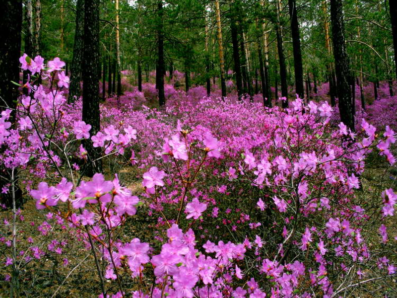 Når rosmarin blomstrer