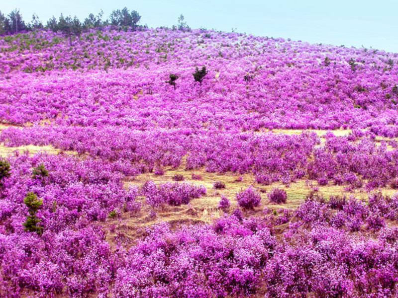 Comment fleurit le romarin sauvage