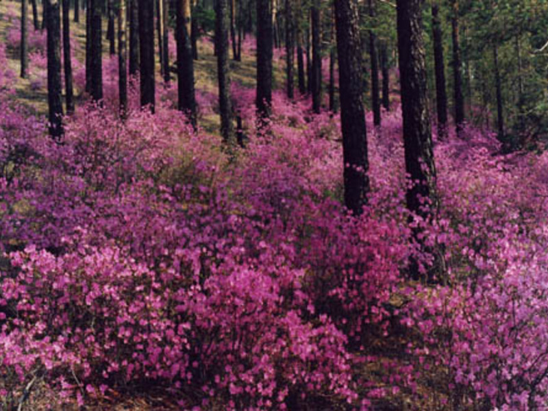 Botanical description of wild rosemary