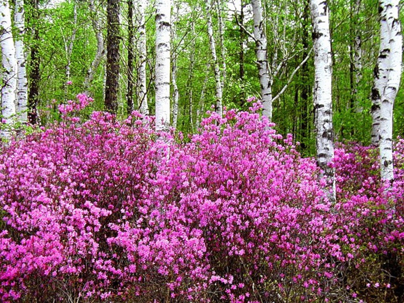 Ledum and its types