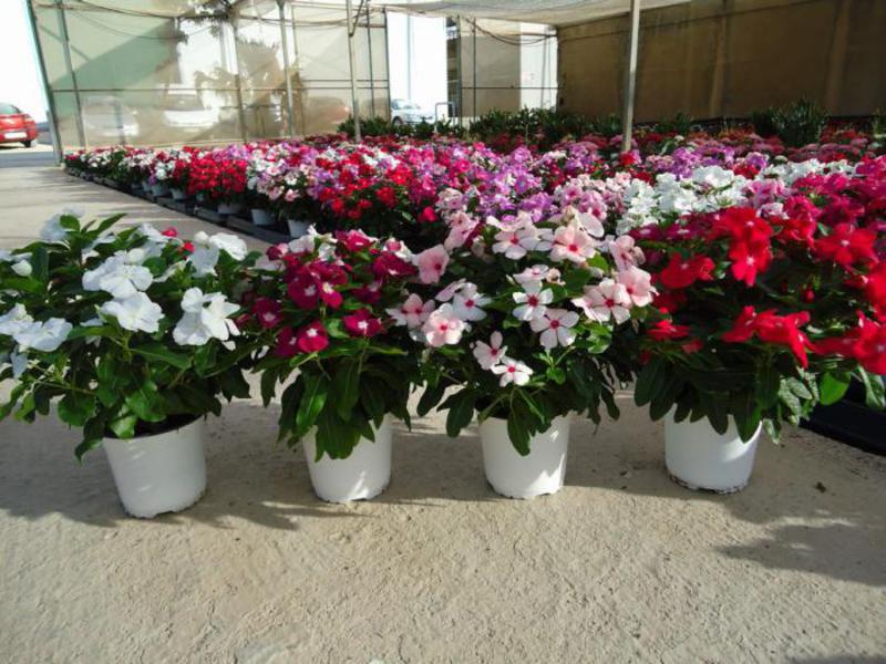 ปลูก catharanthus ที่บ้าน