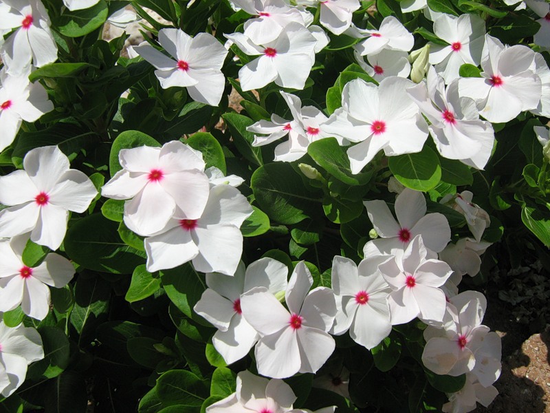 Catharanthus'un narin çiçeklenmesi