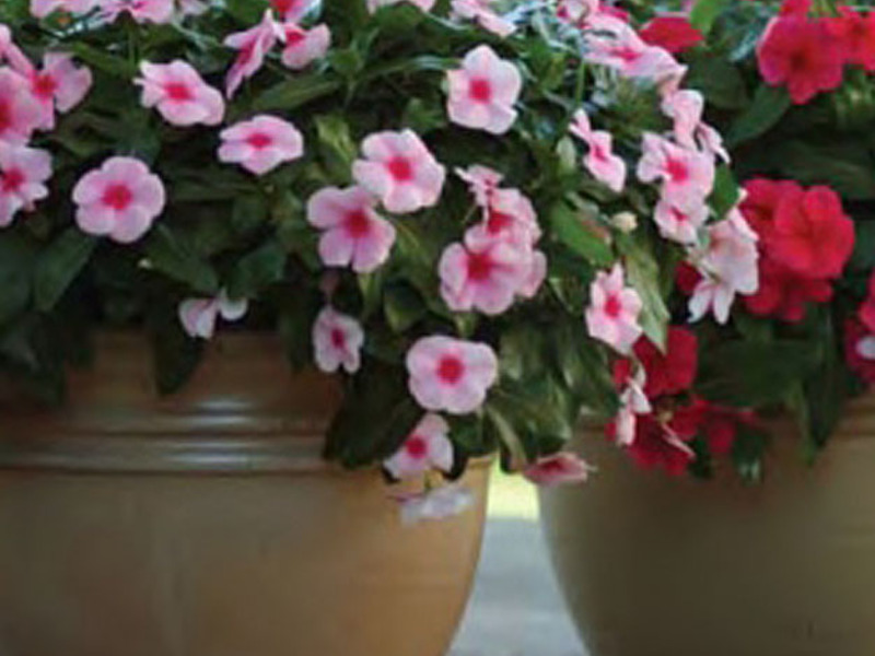 باقة catharanthus