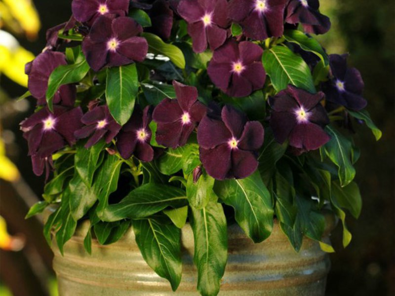 Sådan plantes en catharanthus