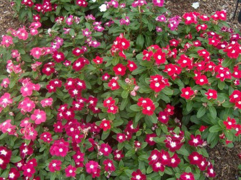 Dyrker en catharanthus