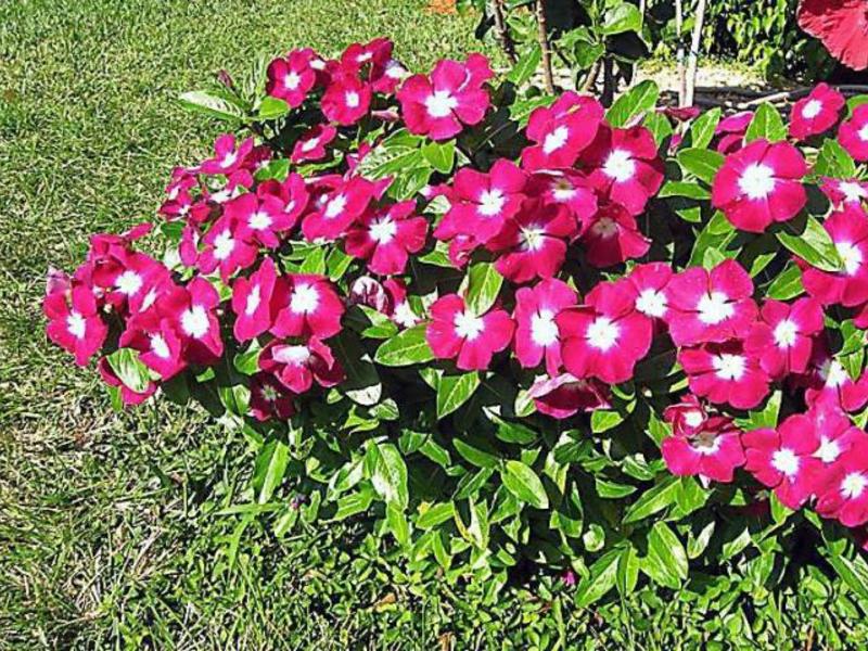 Cuidando da flor catharanthus