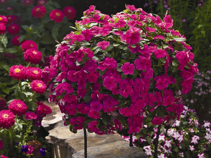 Einen Catharanthus anbauen