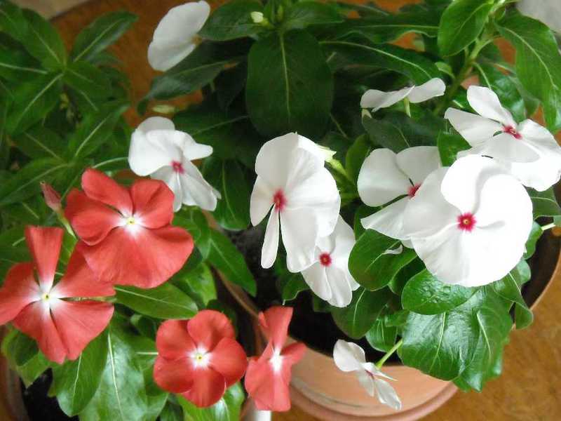 Catharanthus แอมเพลลัส