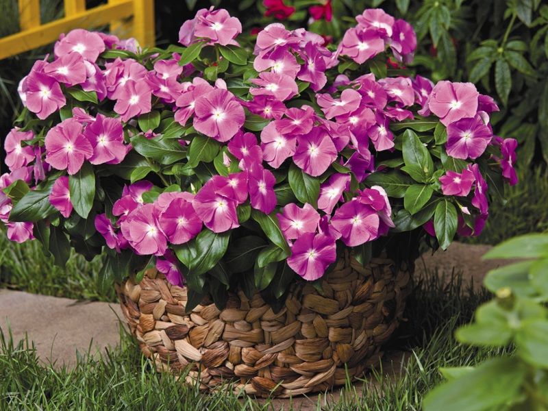 Catharanthus e suas variedades