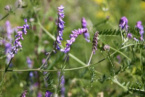 Green manure plants and tips for growing them