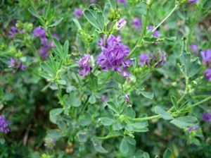 Sembrando alfalfa