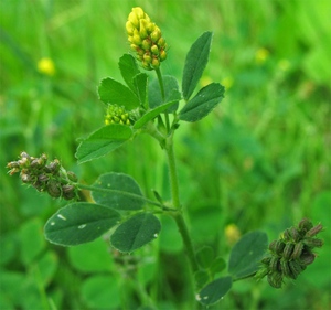 Green manure species