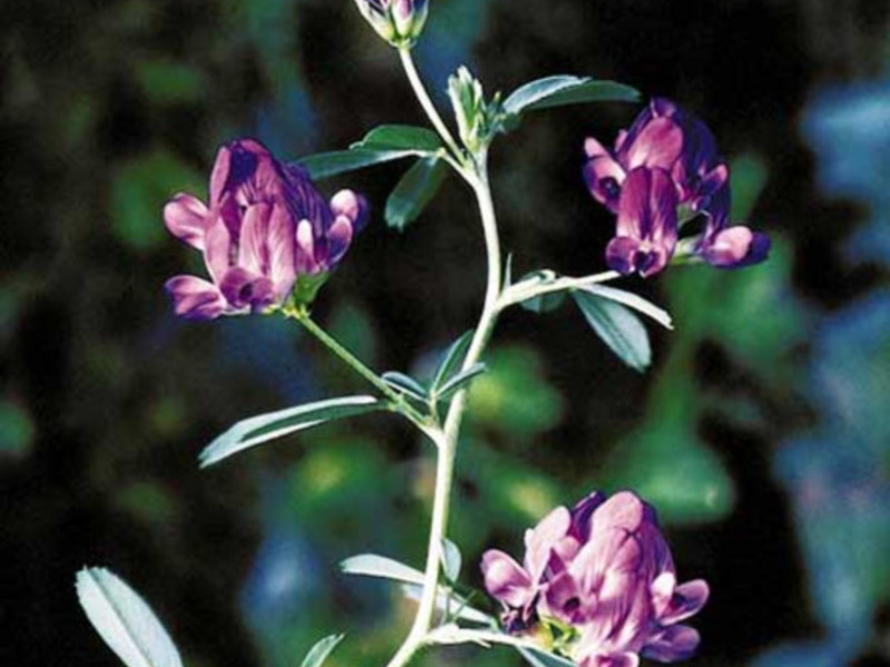 Planta de alfalfa