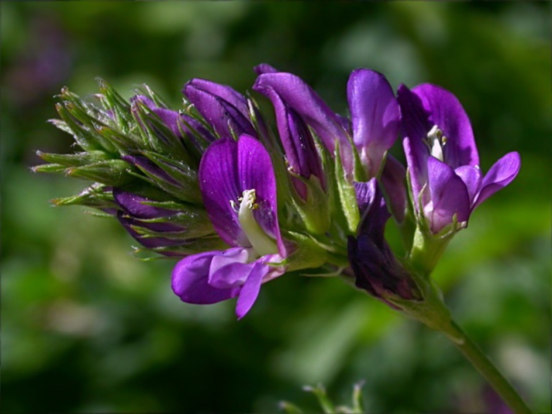 Características de la planta de alfalfa.