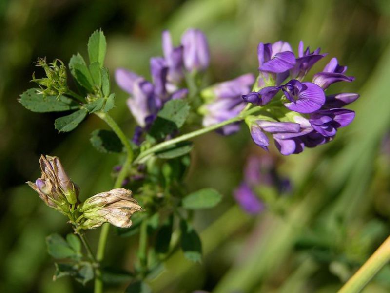 Cómo se cultiva la alfalfa