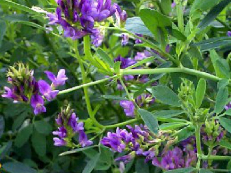 Sowing alfalfa