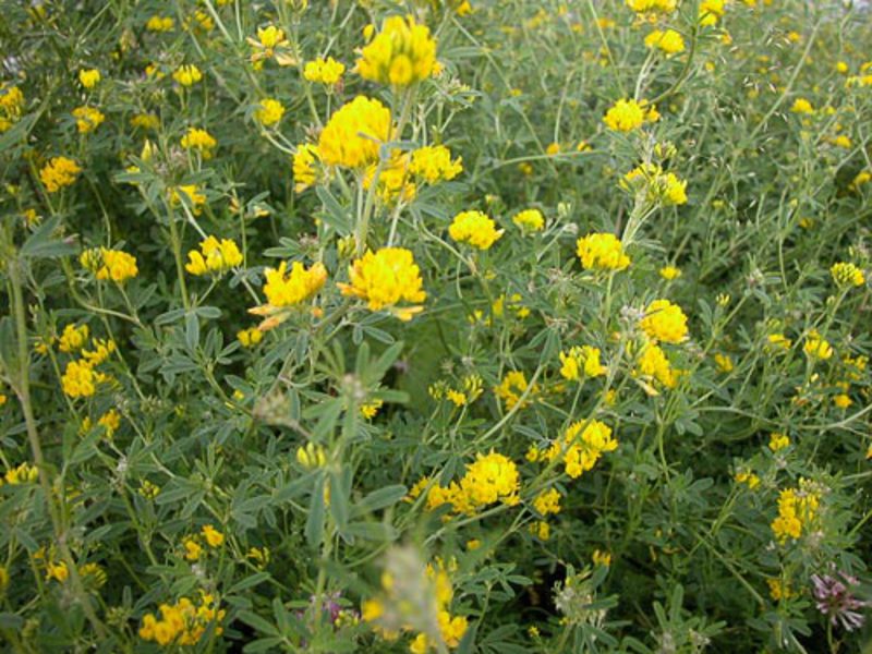 Alfalfa yellow