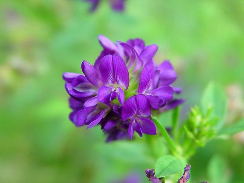 Lucernas tipa šķirnes