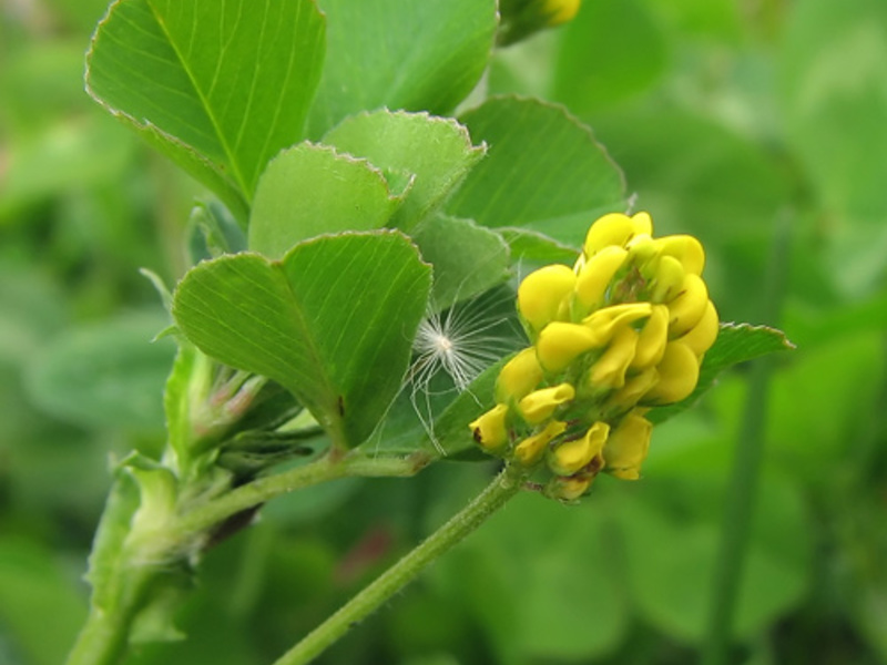 Alfalfa amarelo