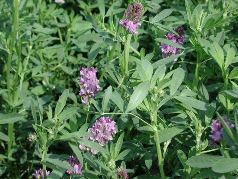 The role of green manure plants in nature