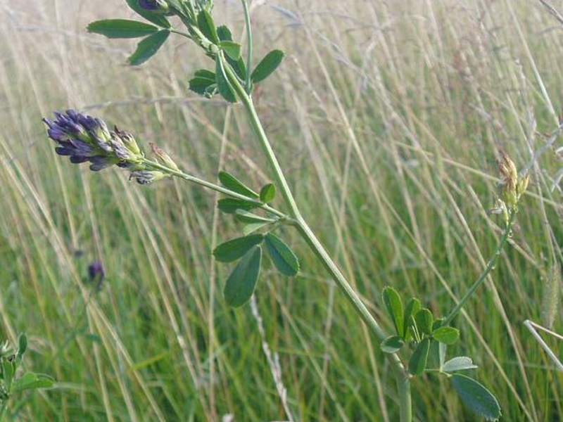 Voksende lucerne