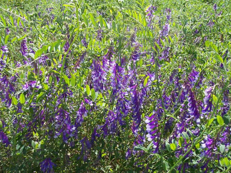 Flor d'alfals de color porpra blau