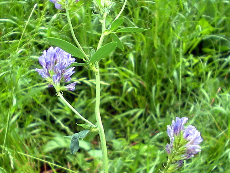 Alfalfa κίτρινο