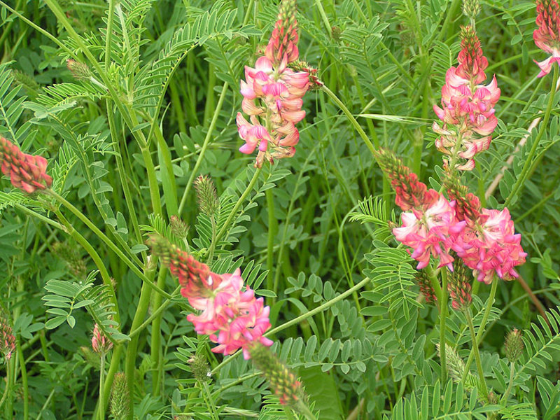 Alfalfa blomstringstid