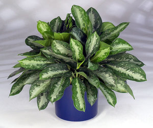 Péče o Aglaonema