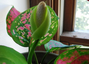 ดอกไม้ Aglaonema เป็นอย่างไร?