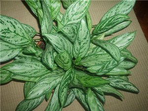 Sådan transplanteres aglaonema