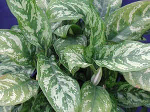 Variedades de aglaonema