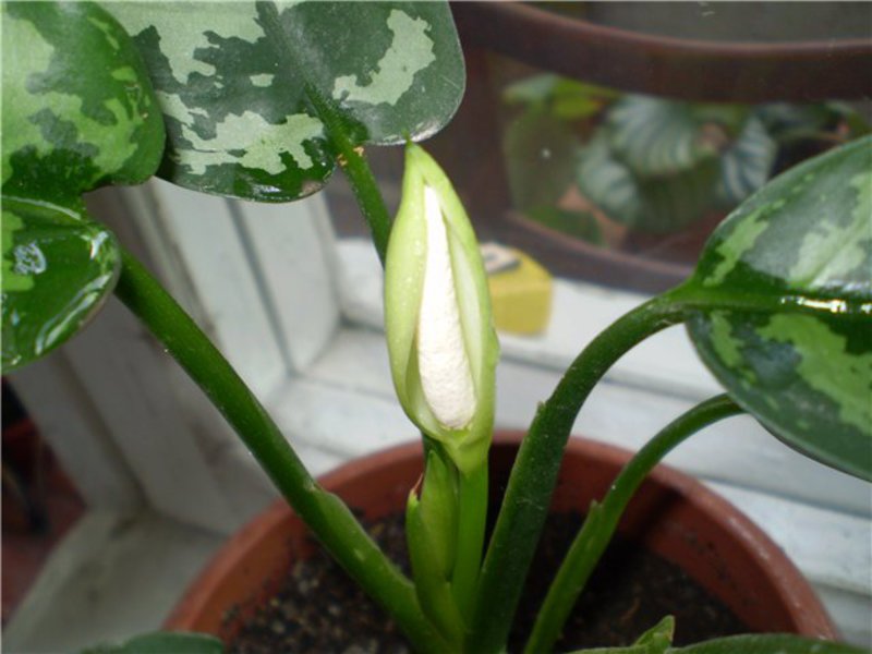 Hvordan aglaonema blomstrer