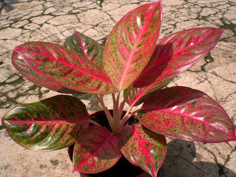 การดูแล Aglaonema