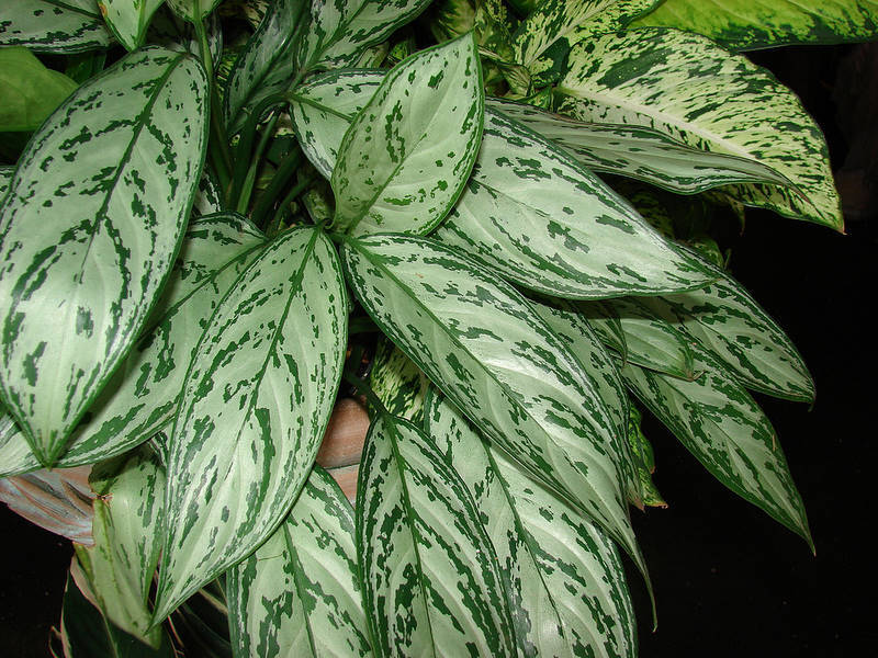 Hjemmeblomstaglaonema