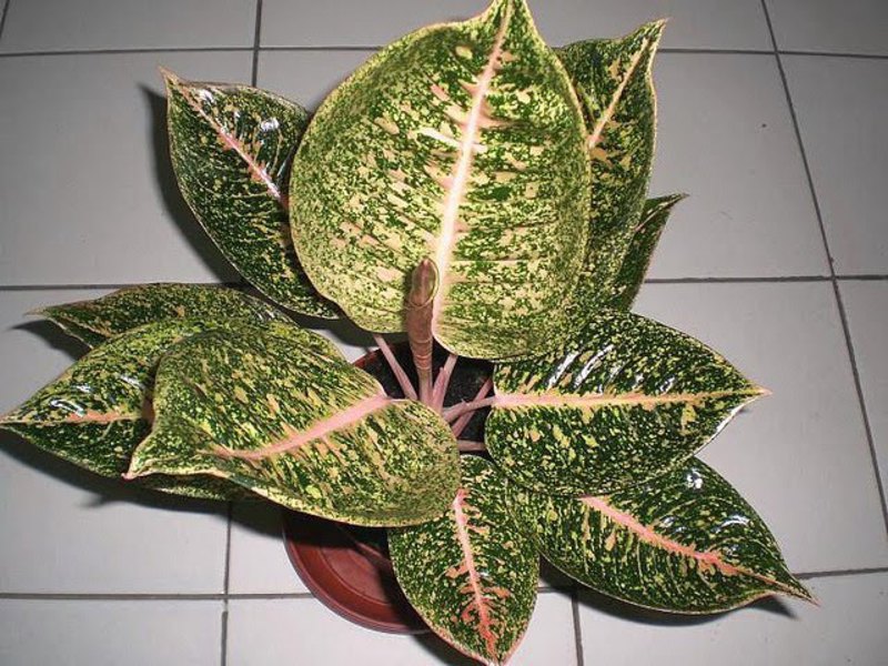 Com cultivar una flor d’aglaonema