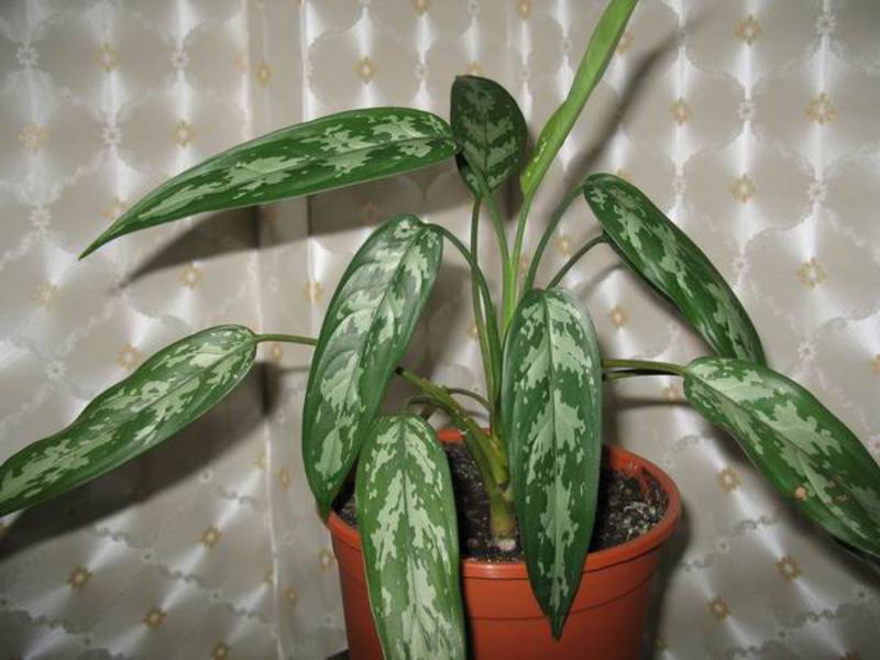 Péče o Aglaonema