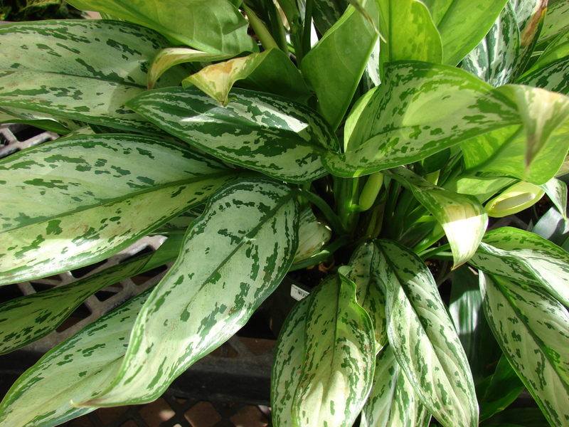 Care este particularitatea florii aglaonema