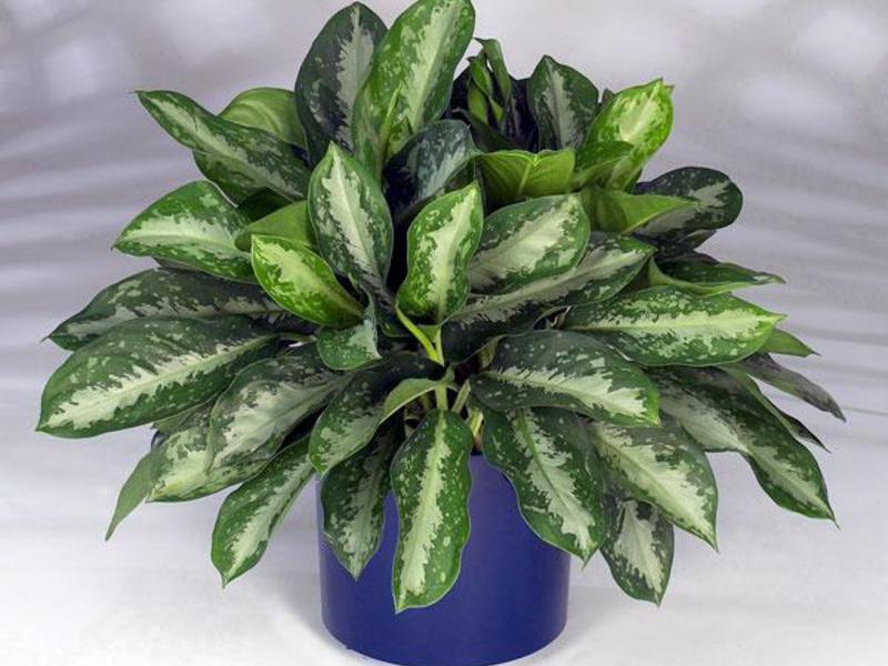 Aglaonema kotona