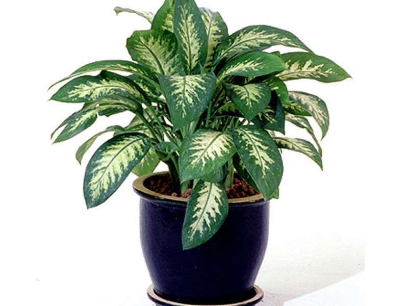 aglaonema متنوعة